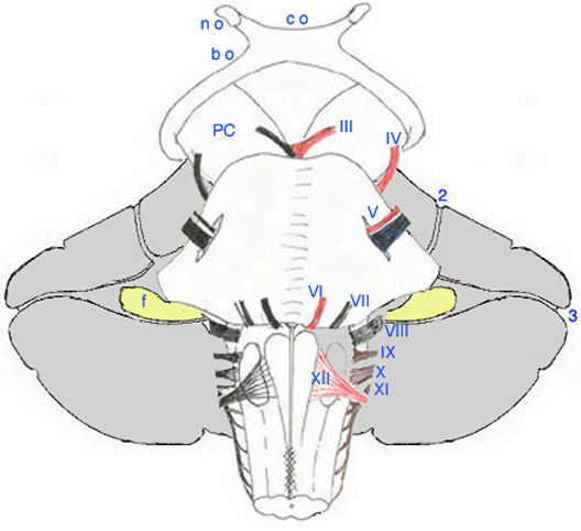 Sch.31.jpg
