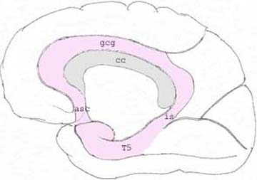 ILLUSTRATION : Gyrus cingulaire (Source : Dr Taya Alami)