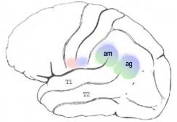 brain_pli2.jpg (13193 octets)