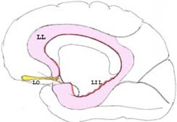 brain_rhine.jpg (13119 octets)