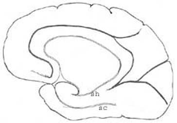 brain_tsb.jpg (13300 octets)