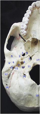 /anatomie/crane/images/exobase1.jpg