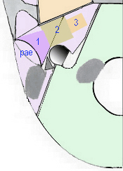 pae.jpg