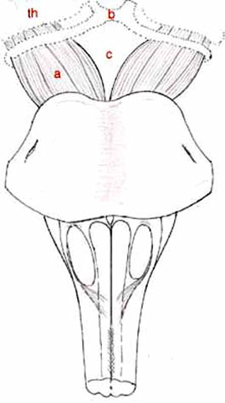 Msencphale:face ventrale