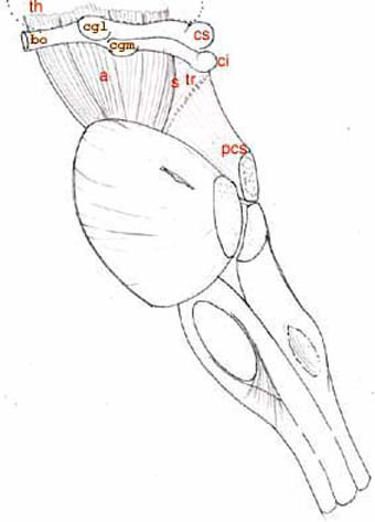 Msencephale:face latrale
